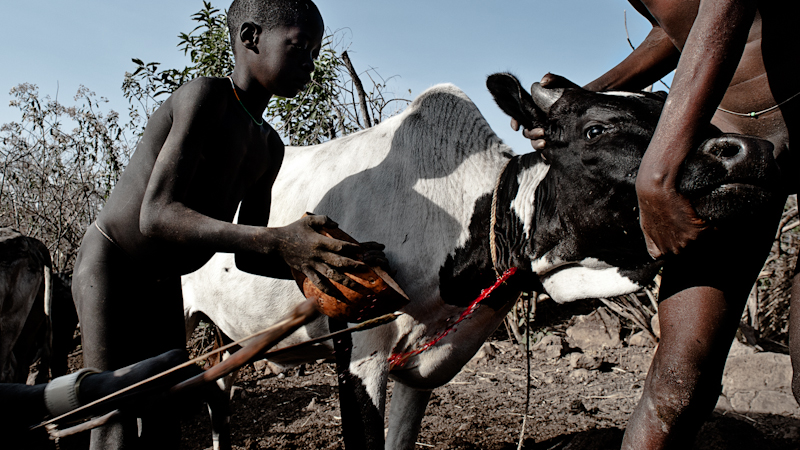 Cows are tremendously important to the Suri, and at times Suri risk death to protect their herd; Suri men are judged by how much cattle they own.