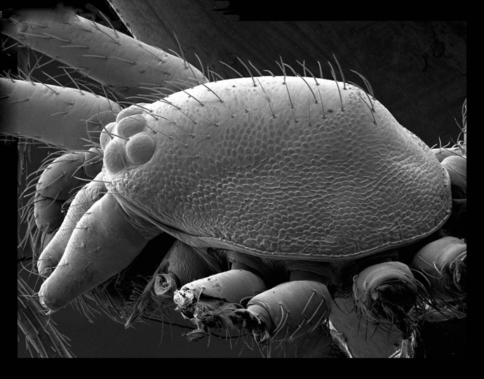 <em>Goblin spider-carapace, </em>© AMNH\ Nadine Duperre, scanning electron microscope