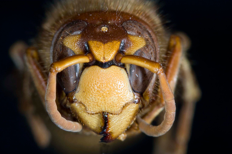 <em> German Wasp-head, </em>© AMNH\ James Carpenter