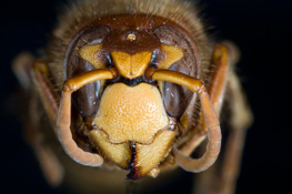 15.-German-wasp-head