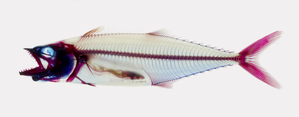 <em>Madagascar Cichlid (Paretroplus polyactis)</em>, © AMNH\ John Sparks, using biological dyes