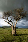 Mario Aria: Storm Tree Masai Mara