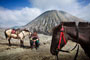 Felix Hug: Bromo Horse