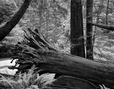 Redwoods-1727