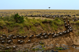 THUMB1108228869-Saxby-Wiles-s_wiles_wildebeest-migration_maasai-mara-kenya