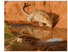 THUMB1110306710-Henry-Miner-H_Miner_Drink_Samburu