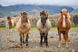 THUMB1110309790-Eric-Brown-e_brown_posing-horses_iceland