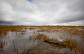 THUMB1110312727-Danielle-Austen-d_austen_shark-valley_everglades