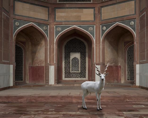 THE WITNESS, HUMAYUN'S TOMB, NEW DELHI.