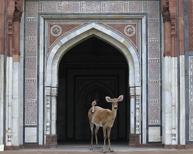 THE MESSENGER, PURANA QUILA, NEW DELHI.