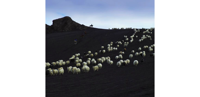 Sheep gathering on black sands, Central Highlands, Iceland