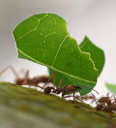 Leaf-cutter ants at Playa Blanca, Cahuita, Costa Rica/Hans Hillewaert