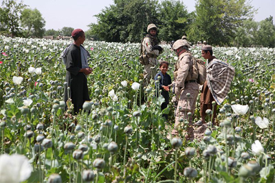 Opium poppies in Helmand province, Islamic Republic of Afghanistan