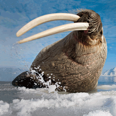 By Paul Nicklen courtesy of The Annenberg Foundation  (Click to see full Image) 