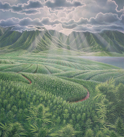 Hemp Fields, Richard Fields. 1995. Photography courtesy of Puka Puka. (Click images to enlarge)