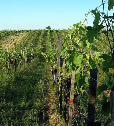 Organic vineyard, Austria, Verita 