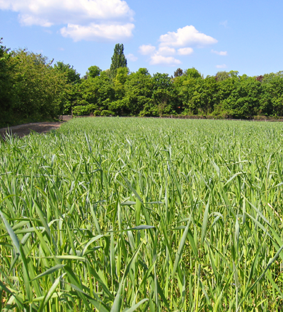 Organic Wheat Field/