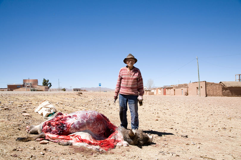 Old Man Butchering his mule after it getting killed by truck, on the Altiplano, Bolivia. © Andrew Geiger