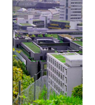 greenroofs cover Green Roofs