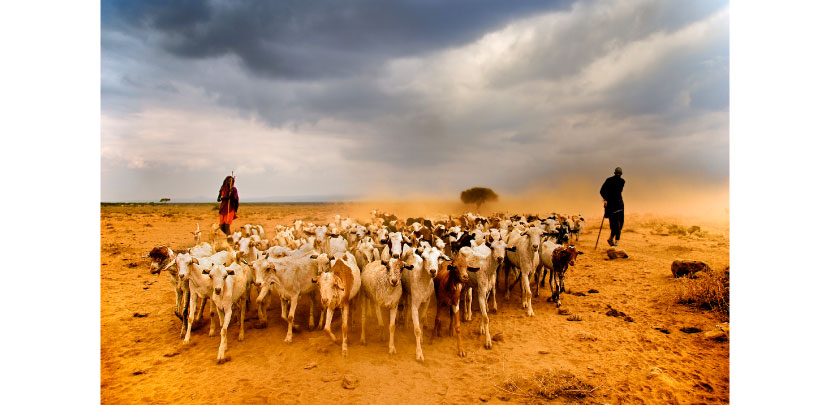 Massai  Shepards, Johan Ensing