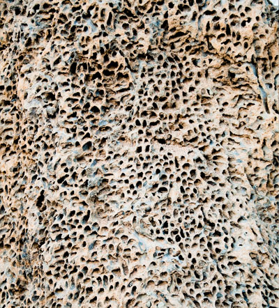 Termite Nest